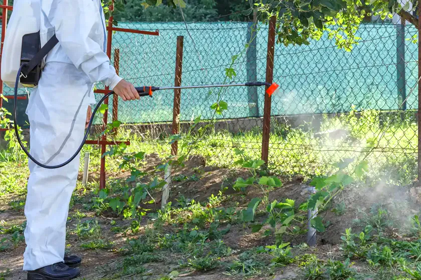 Tratamiento de la procesionaria en Viladecans — BioPest